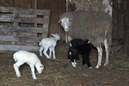 OJAGNJILA ČETVORKE Na Veliki petak ovca je ovoj porodici priredila PRAVO IZNENAĐENJE