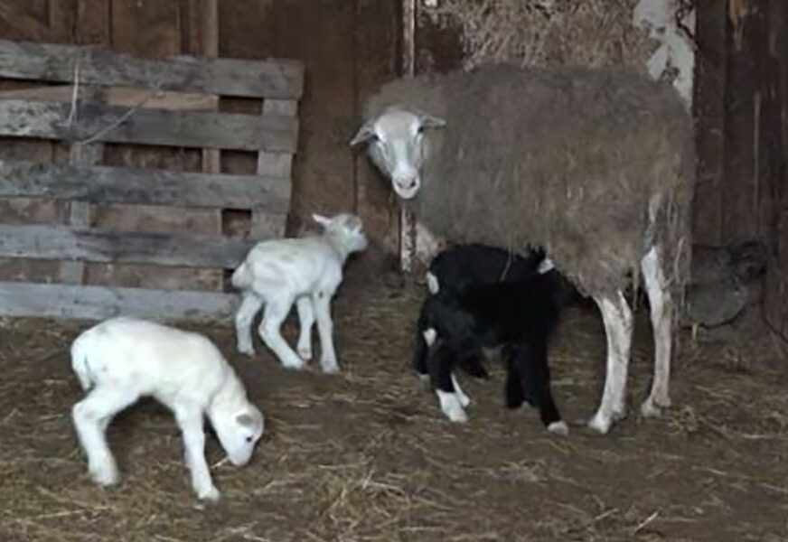 OJAGNJILA ČETVORKE Na Veliki petak ovca je ovoj porodici priredila PRAVO IZNENAĐENJE
