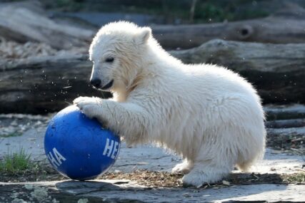 PO SLAVNOM KLUBU Mladunče polarnog medvjeda u berlinskom ZOO vrtu dobilo ime Herta (VIDEO)