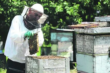 UDRUŽENJA TRAŽE POMOĆ Pomor pčela zbog kriminalaca koji krijumčare pesticide