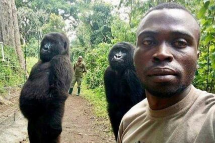 BESPRIJEKORNO OPONAŠAJU LJUDE Čuvar zoološkog vrta uhvatio savršen selfie sa GORILAMA