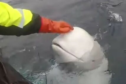 Šta će biti sa misterioznim kitom koga su optužili da je RUSKI ŠPIJUN