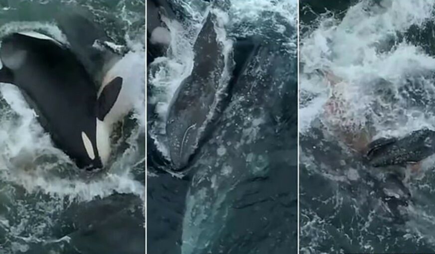 UZNEMIRUJUĆI VIDEO Kitovi ubice izmasakrirali majku sivog kita i njeno mladunče