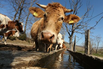 Potraga za kravom: Prilikom istovara preskočila ogradu i pobjegla