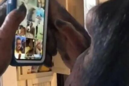 Ova šimpanza pokazala da društvene mreže nisu SAMO ZA LJUDE (VIDEO)
