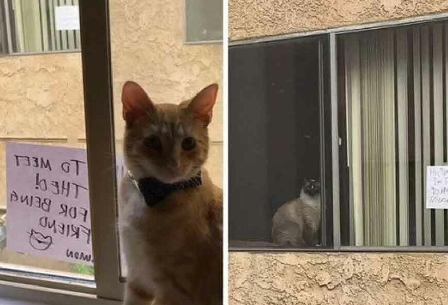 NJIHOVA PRIČA ĆE VAS RAZNJEŽITI Mačke se “zavoljele” gledajući se kroz prozor