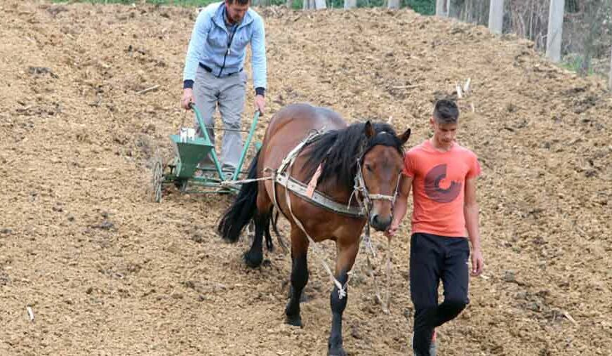 TRADICIJA DUGA VIŠE OD 80 GODINA Mustafin konj Putko u sezoni zna zaraditi NJEMAČKU PLATU