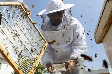 UPOZORENJE STRUČNJAKA Pčela sve manje zbog upotrebe pesticida