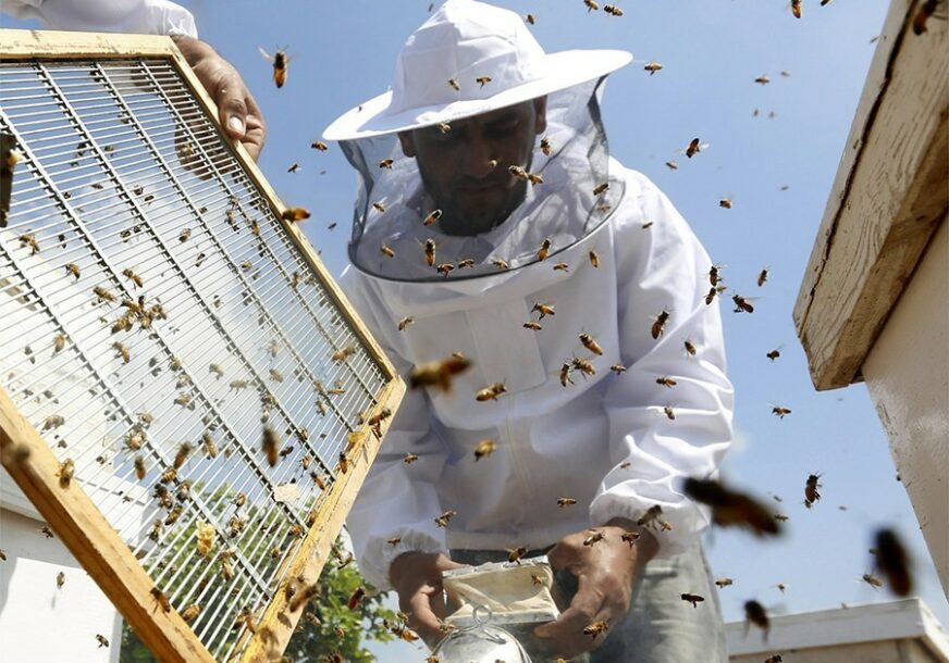 UPOZORENJE STRUČNJAKA Pčela sve manje zbog upotrebe pesticida