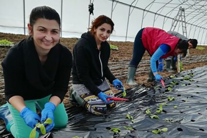Romi u plastenicima uzgajaju organsko voće i povrće: Sve prednosti socijalnog preduzeća "Agro-plan" u Bijeljini