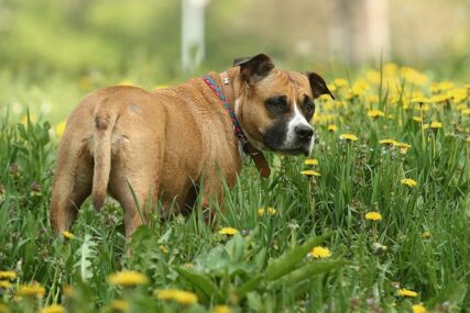Njuše korona virus: Njemački psi otkrivaju zaražene sa 94 ODSTO TAČNOSTI