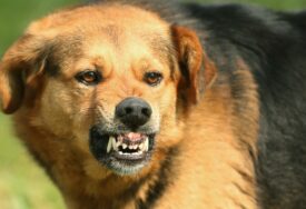 Životinja bila nervozna: Poznato zdravstveno stanje ljudi koje je izgrizao pas