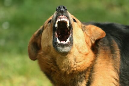 Ženu napao čopor pasa: Nadležni tvrde da su u pitanju vlasnički psi, jednog su oduzeli