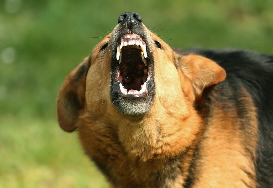 Ženu napao čopor pasa: Nadležni tvrde da su u pitanju vlasnički psi, jednog su oduzeli