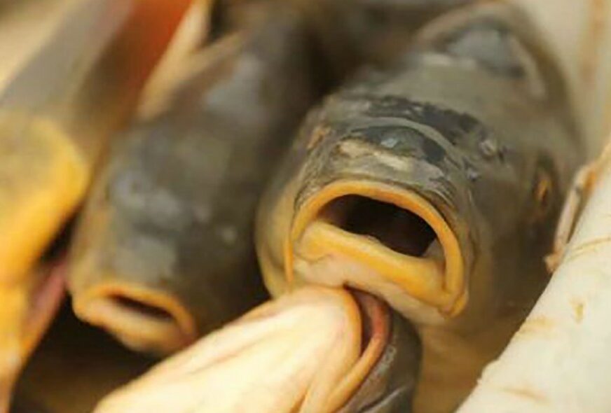 Primjerak koji se rijetko viđa: Vjerovatno najveća slatkovodna riba pronađena u rijeci Mekong