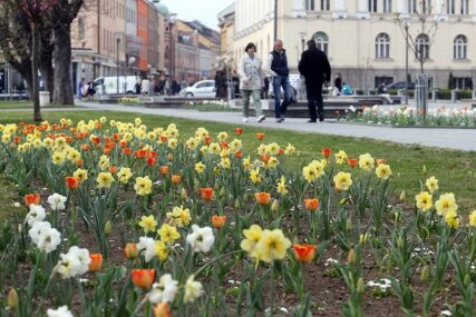 BANJALUKA OBOJENA U CRVENO I ŽUTO Tulipan ponovo procvjetao u gradu po kojem nosi ime (FOTO)