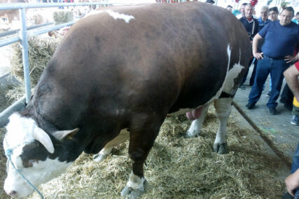 VRIJEDI 8.000 EVRA Mališa je težak 1,7 tona i najteži je bik u Srbiji (FOTO)