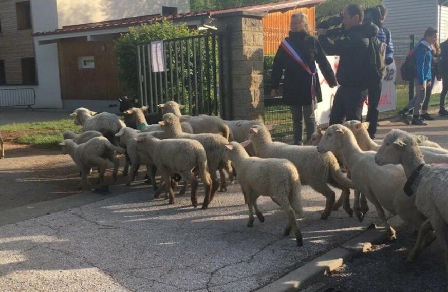 PANIKA U FRANCUSKOJ U nedostatku đaka u školu UPISUJU I OVCE