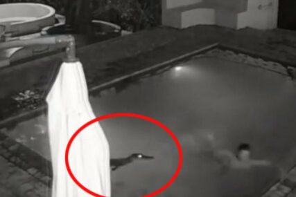 MUŠKARAC "DŽENTLEMENSKI" POBJEGAO Uživali su u bazenu, a onda je u vodu ušao aligator (VIDEO)