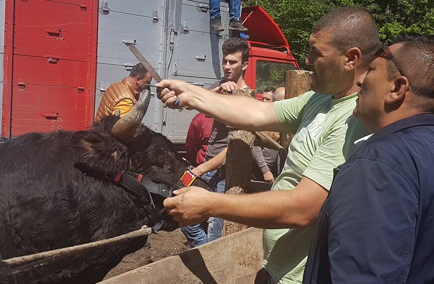 KORIDA BUK KOD OLOVA Medonja Habiba Bjelića pobijedio neporaženog Garu Mide Đulana