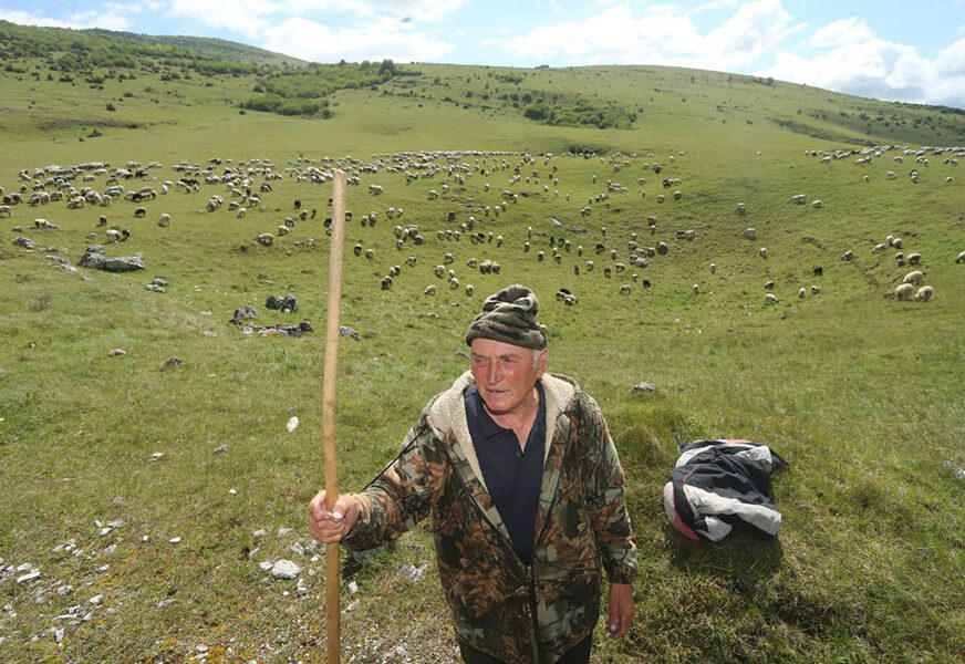 IMA STADO SA 1.500 OVACA Slavko sa Manjače kaže da se njegovo blago ne može izmjeriti parama (FOTO)