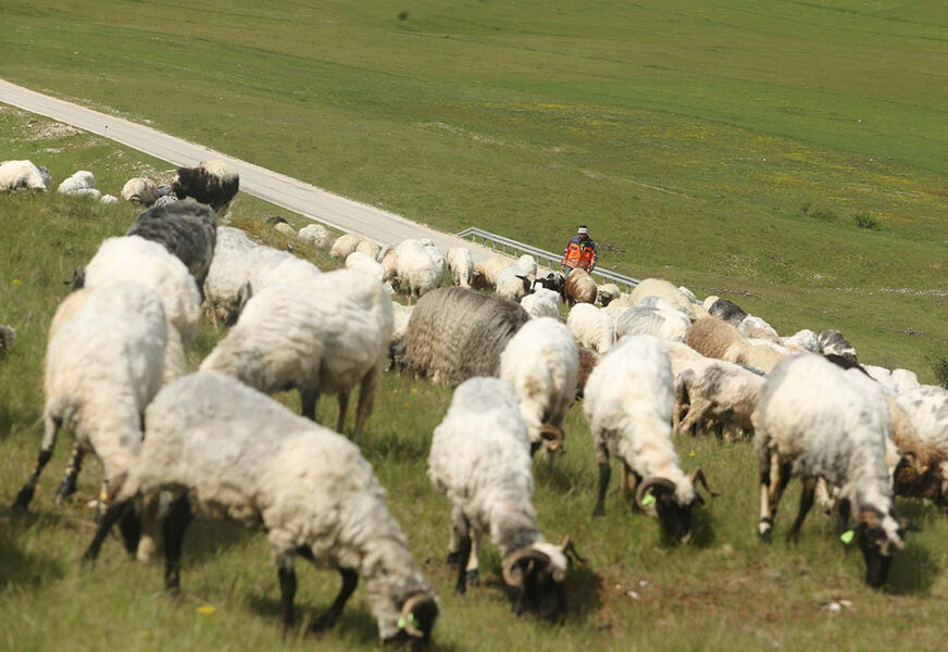 ALARMANTNO U selu kod Tomislavgrada Q groznicom zaraženo 275 ovaca