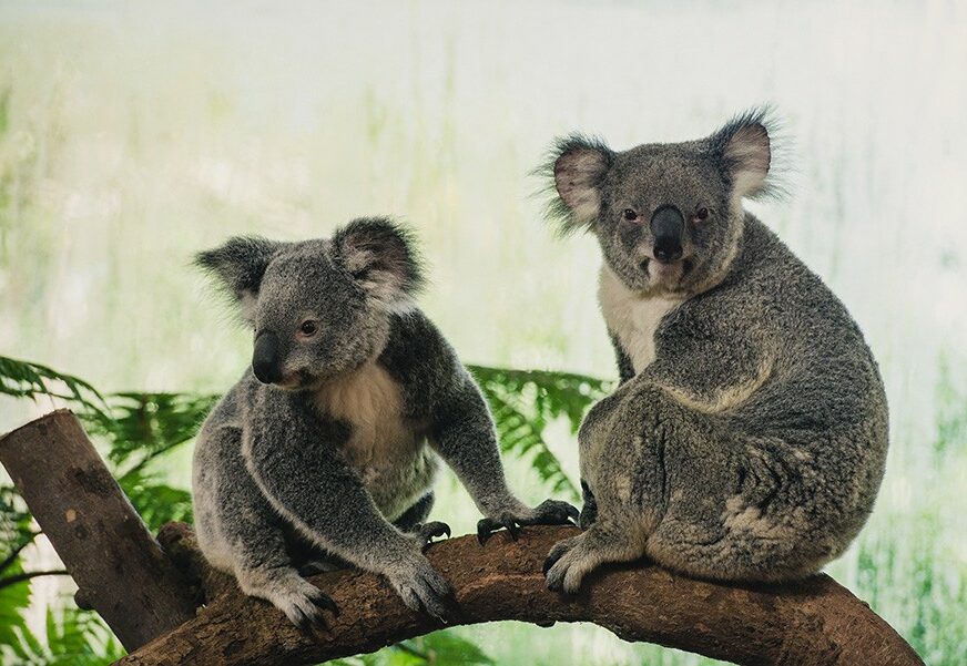 KOALE NA IVICI OPSTANKA Zbog katastrofalnih požara u Australiji, ova vrsta je pred IZUMIRANJEM (VIDEO)