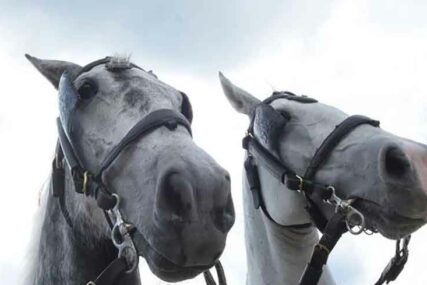 Građani dobili još jedno upozorenje: Konji ponovo lutaju Poljinama bez nadzora