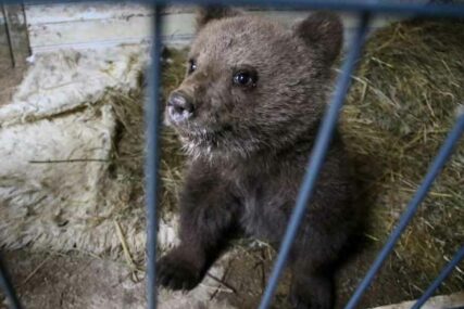 MAŠA DOBILA NOVI DOM Za dvomjesečno mladunče medvjeda pronađeno IDEALNO RJEŠENJE