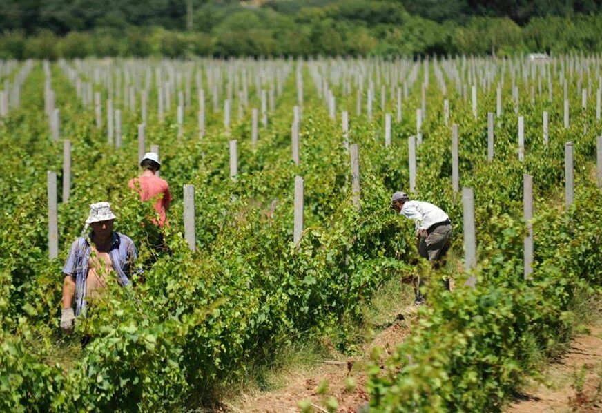 PČELARI ZBRAJAJU ŠTETE, VINOGRADARI GLEDAJU U NEBO Kišovito i hladno proljeće zabrinulo poljoprivrednike