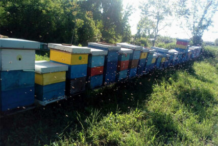 "Bore se za hranu" Kiše stvaraju velike probleme pčelarima