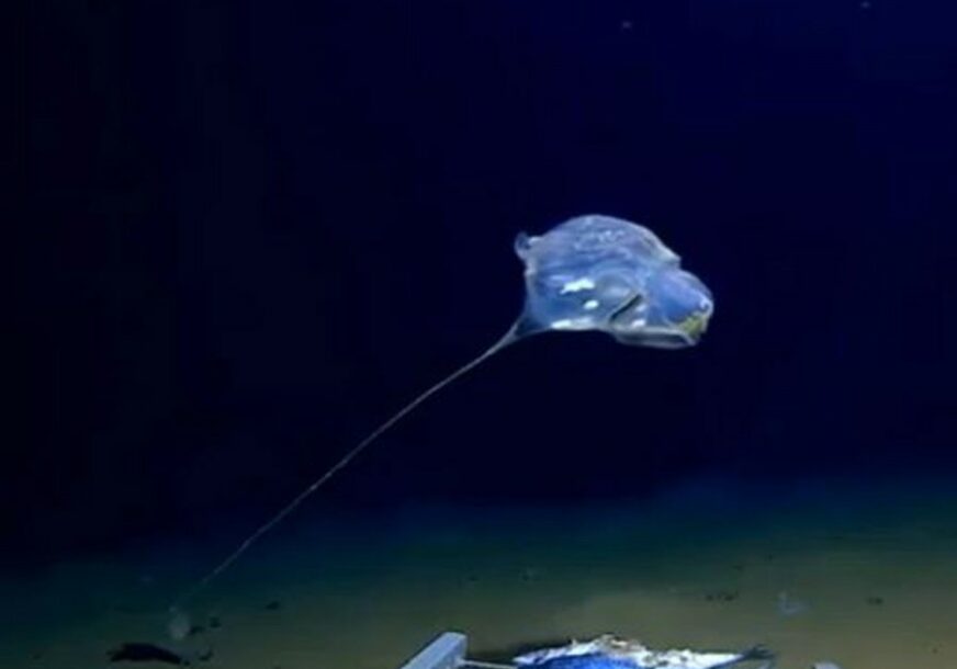 "POJAVILO SE IZ TAME" Misteriozno stvorenje iz okeana ostavilo naučnike bez riječi (VIDEO)