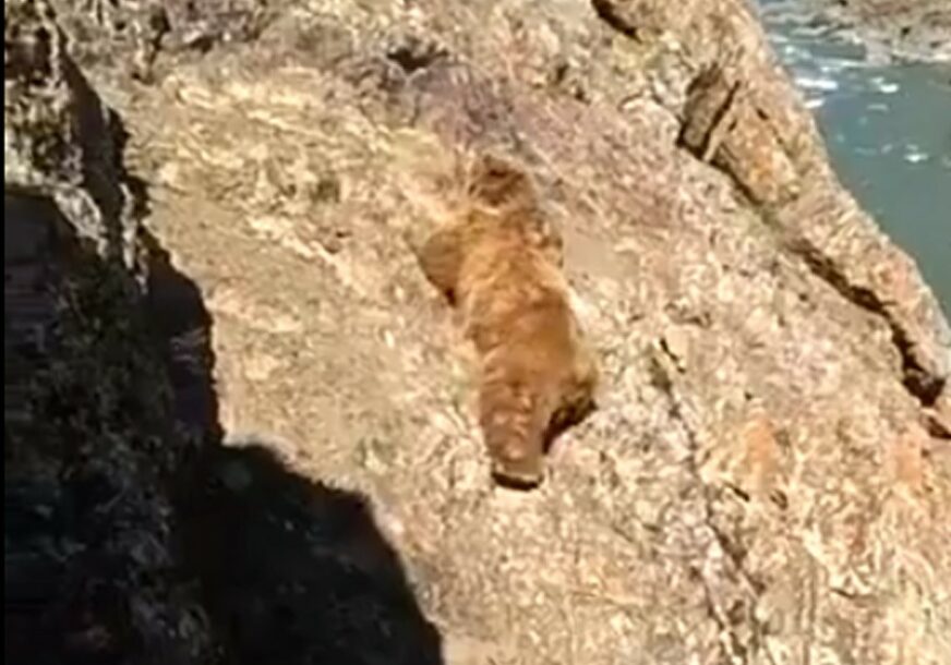 STRAVIČAN SNIMAK UZNEMIRIO SVIJET Medvjed pada sa litice, a ljudi ga KAMENUJU (VIDEO)