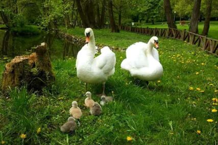 ZELENA OAZA MIRA Najljepše vodene ptice dobile nasljednike, mladunčad labudova KRASE Vrelo Bosne