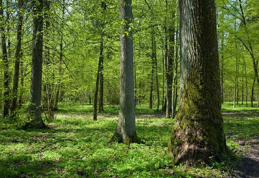 Grčki sveštenici molitvom spasavaju šumu