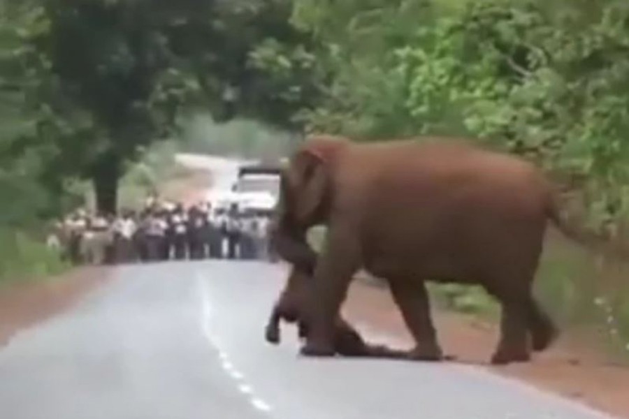 DIRLJIVO Kolona slonova u pogrebnoj povorci prati mladunče na put u VJEČNA LOVIŠTA (VIDEO)