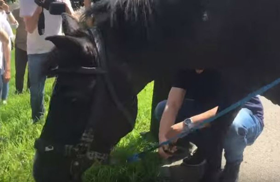 KONJ POTKOVAN ISPRED OHR-a Policija legitimisala aktivistu i zaustavila vozilo vlasnika životinje (VIDEO)