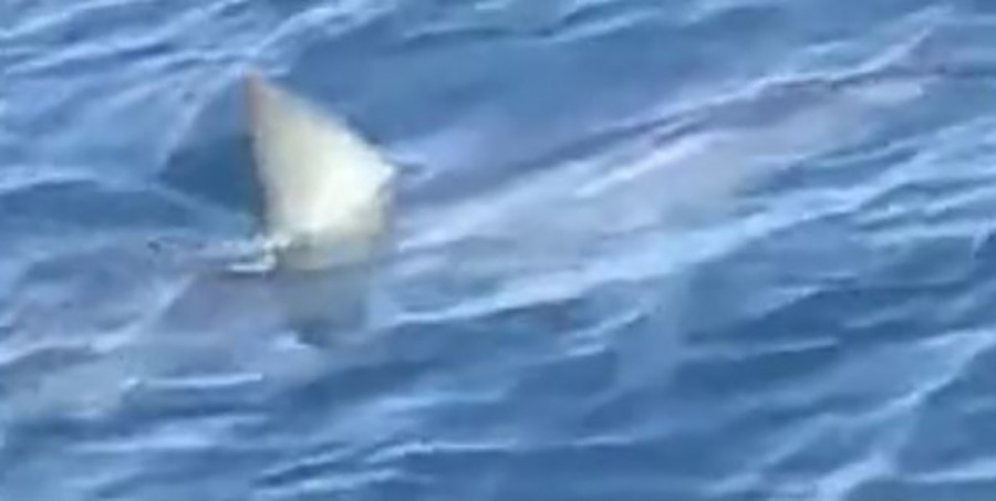 UZBURKAO JAVNOST Objavljeni novi podaci o morskom psu kod Makarske (FOTO)