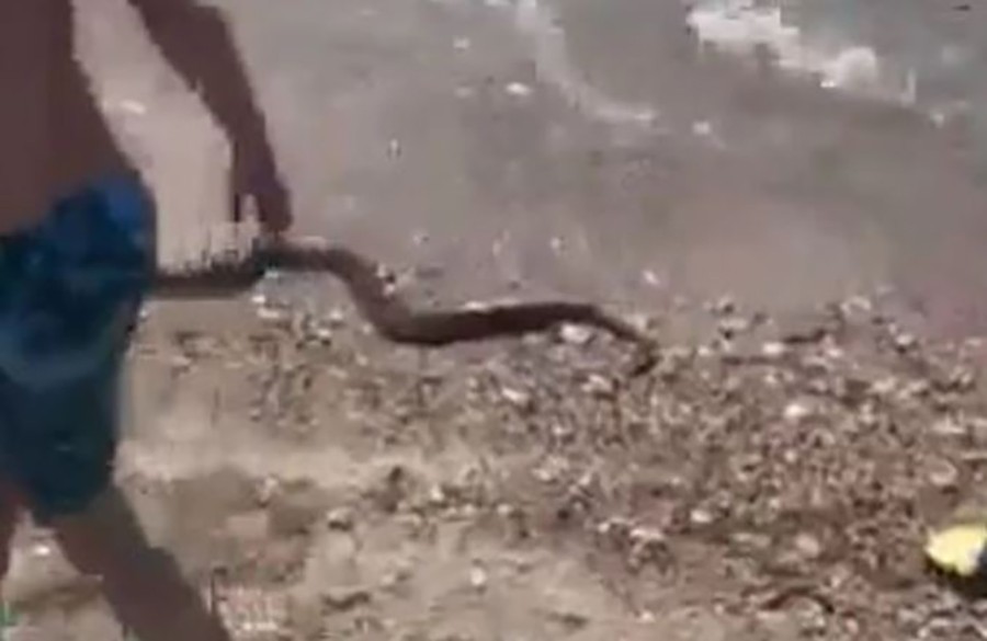DRAMA Ogromna zmija na PUNOJ PLAŽI iz plićaka krenula ka ljudima (VIDEO)