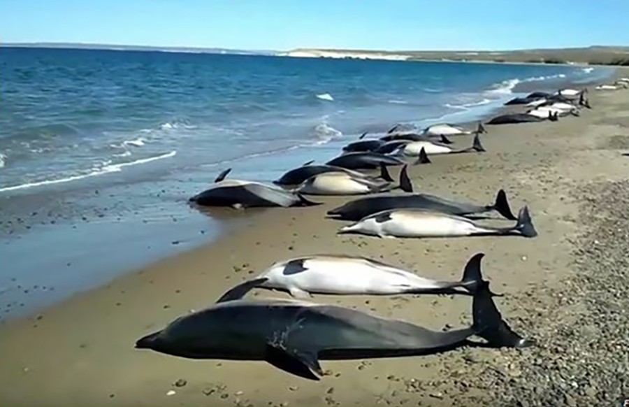 GROBLJE DELFINA Pronađeno više od 260 vodenih sisara nasukanih u Meksičkom zalivu
