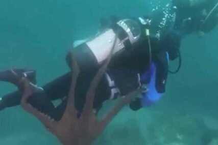 OČI U OČI NA DNU MORA Hobotnica napala ronioca koji je istraživao morsko plavetnilo (VIDEO)