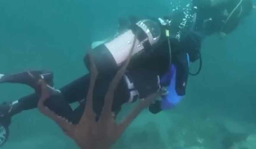 OČI U OČI NA DNU MORA Hobotnica napala ronioca koji je istraživao morsko plavetnilo (VIDEO)