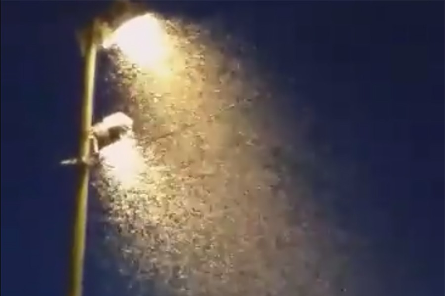 ALARMANTNO Kod nas je odlična situacija sa komarcima ako pogledamo kako je u Osijeku (VIDEO)