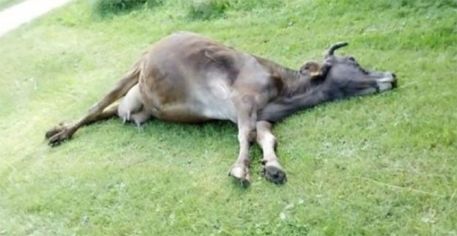 STRADALE U ŠTALI Grom ubio dvije krave kod Tomislavgrada