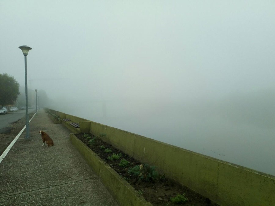 SAVA U BJELINI Gusta magla obavila Gradišku (FOTO)