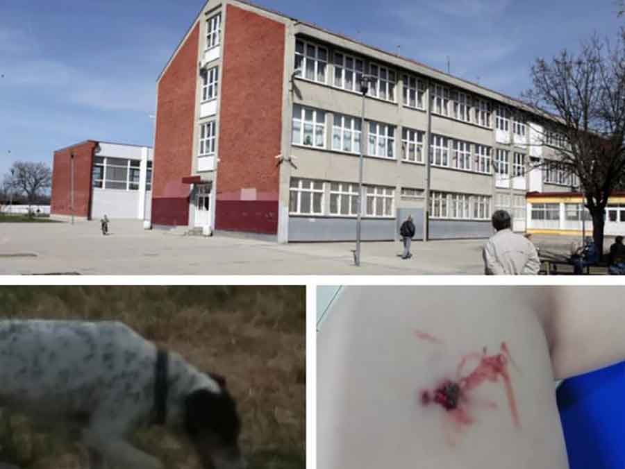 „PRIŠAO DA GA POMAZI“ Pas ujeo dječaka (5), incident se dogodio u KRUGU ŠKOLE