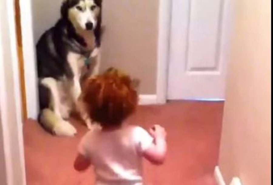 PRESLATKO Djevojčica se uplašila usisivača, pa otrčala do psa ZAŠTITNIKA (VIDEO)