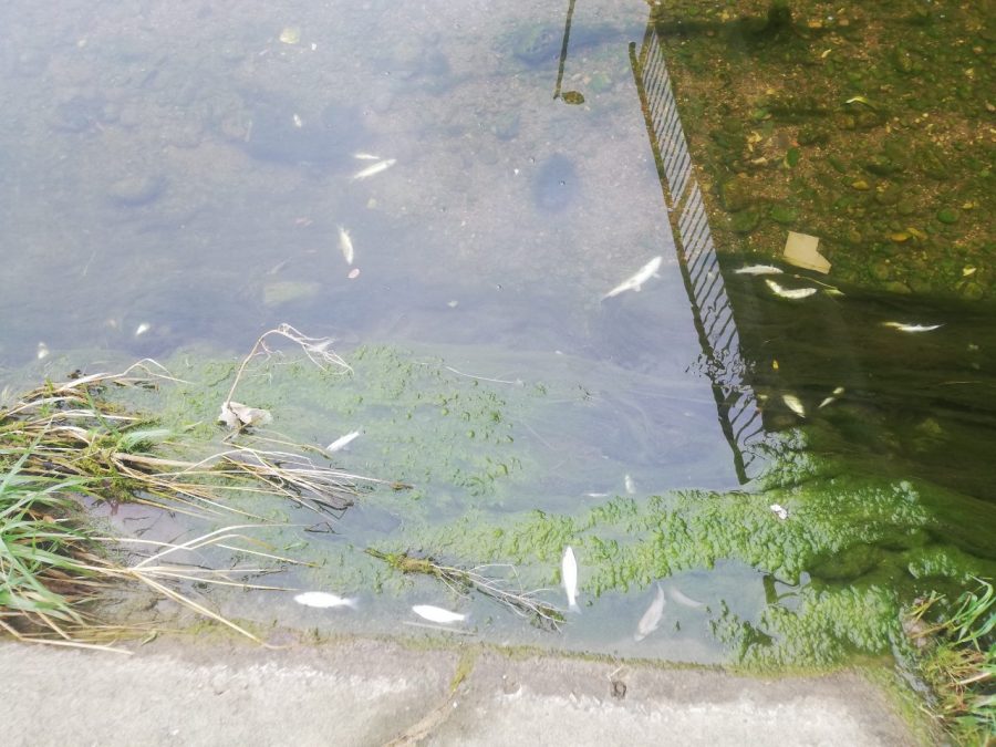 Inspekcija traži krivca za pomor ribe u Drini: Pojavila se mrlja na izlazu iz kolektora “Alumine”