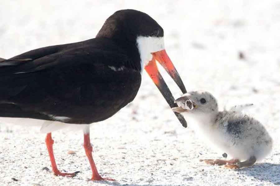 SRCEPARAJUĆI PRIZOR Fotografija ptice koja hrani svog ptića obišla i RASTUŽILA SVIJET