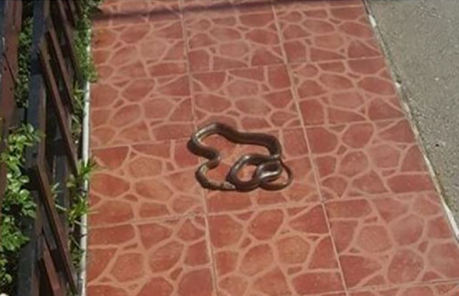 POSLJEDICA VISOKIH TEMPERATURA Navratila u goste: Sarajka u dvorištu našla veliku zmiju